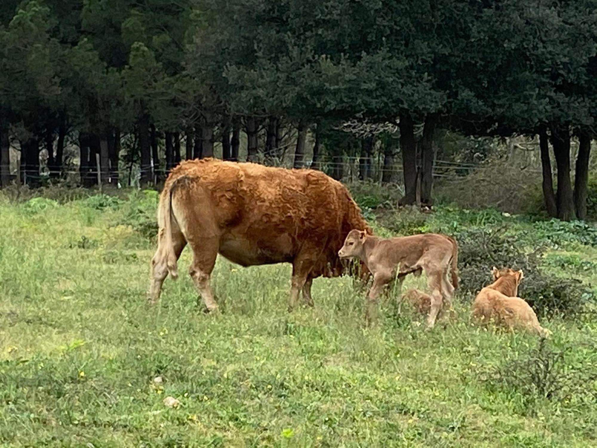 Casa Rural Can Jepet La Cellera de Ter Ngoại thất bức ảnh